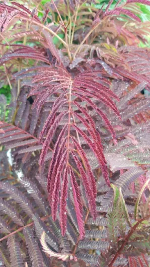 71mJQxc5IRL._AC_SL1200_