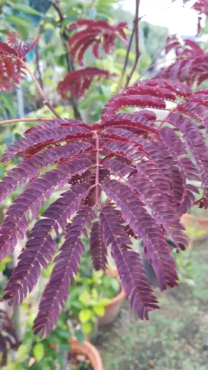 61Dkzua RxL._AC_SL1200_