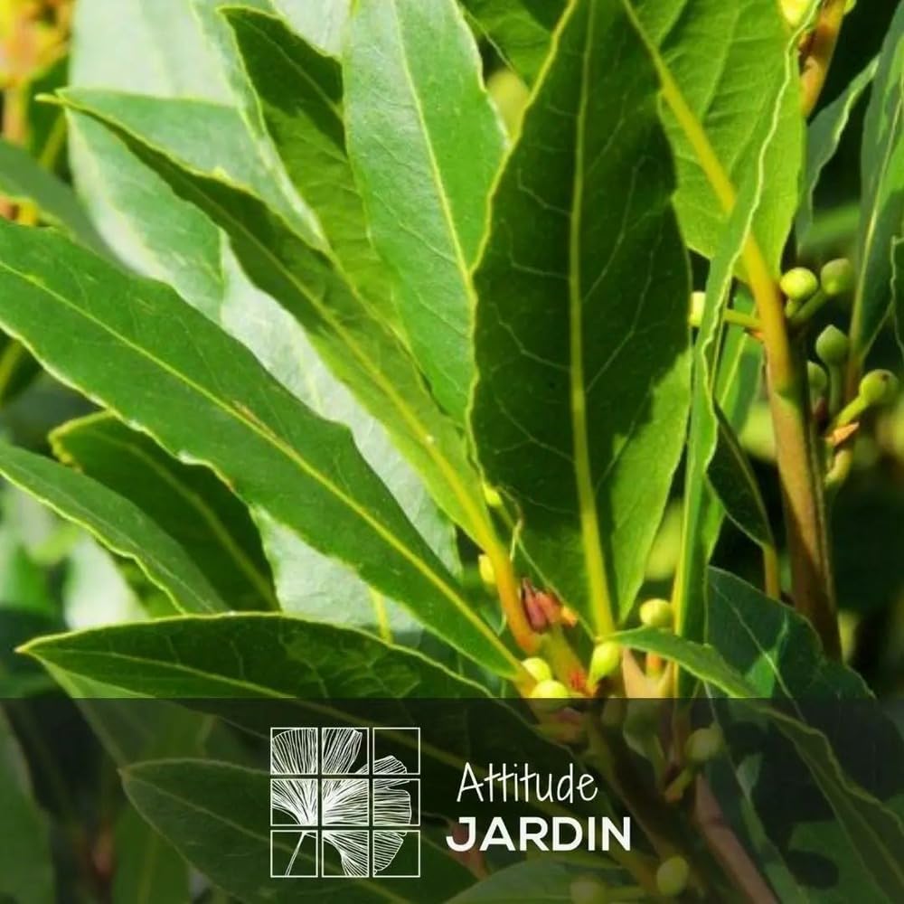 Attitude Jardin - Laurier sauce - laurus nobilis - 100-110 cm - ⌀ 22 cm - plante d'extérieur