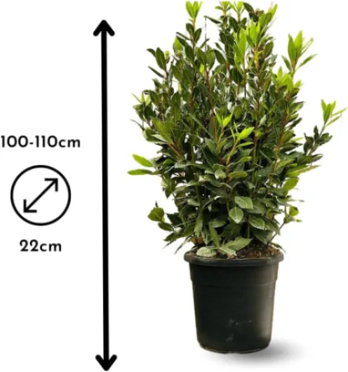 61ah DaqhSL._AC_SL1000_