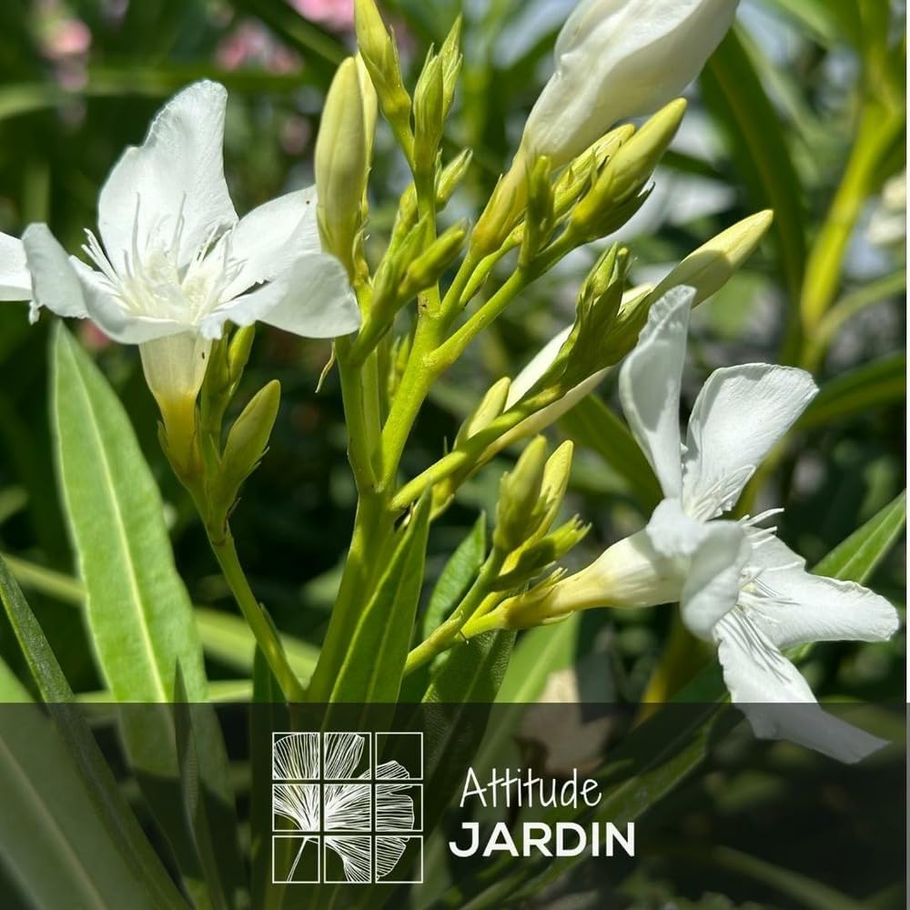 Attitude Jardin - Laurier rose - nerium oleander - 50-60 cm - ⌀ 22 cm - plante d'extérieur - fleur blanche