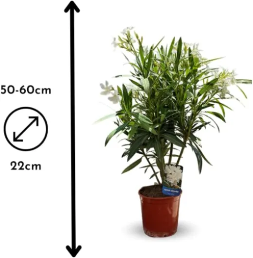 51c-fnDrcgL._AC_SL1000_