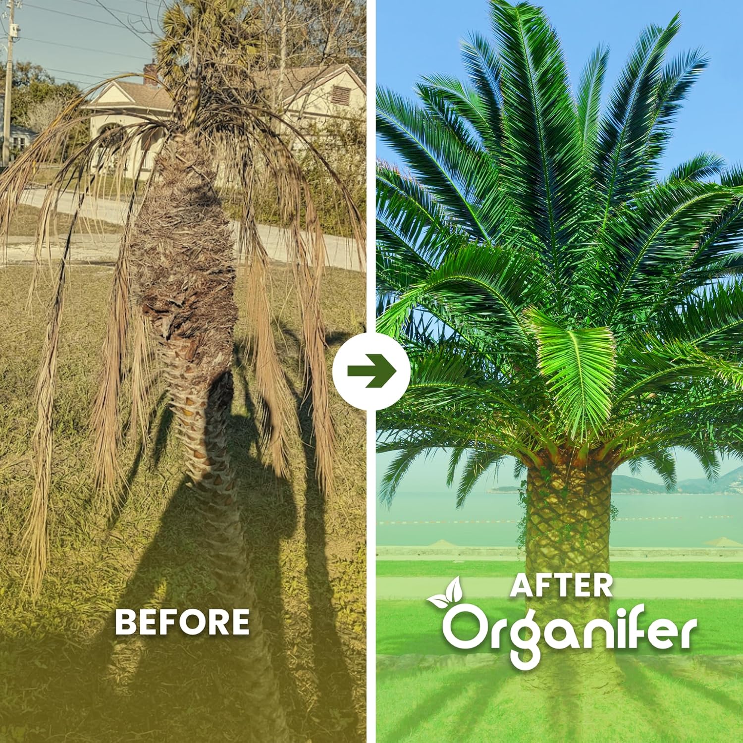 Engrais liquide organique 1L pour palmier dattier – croissance robuste et vitalité optimale – Organifer