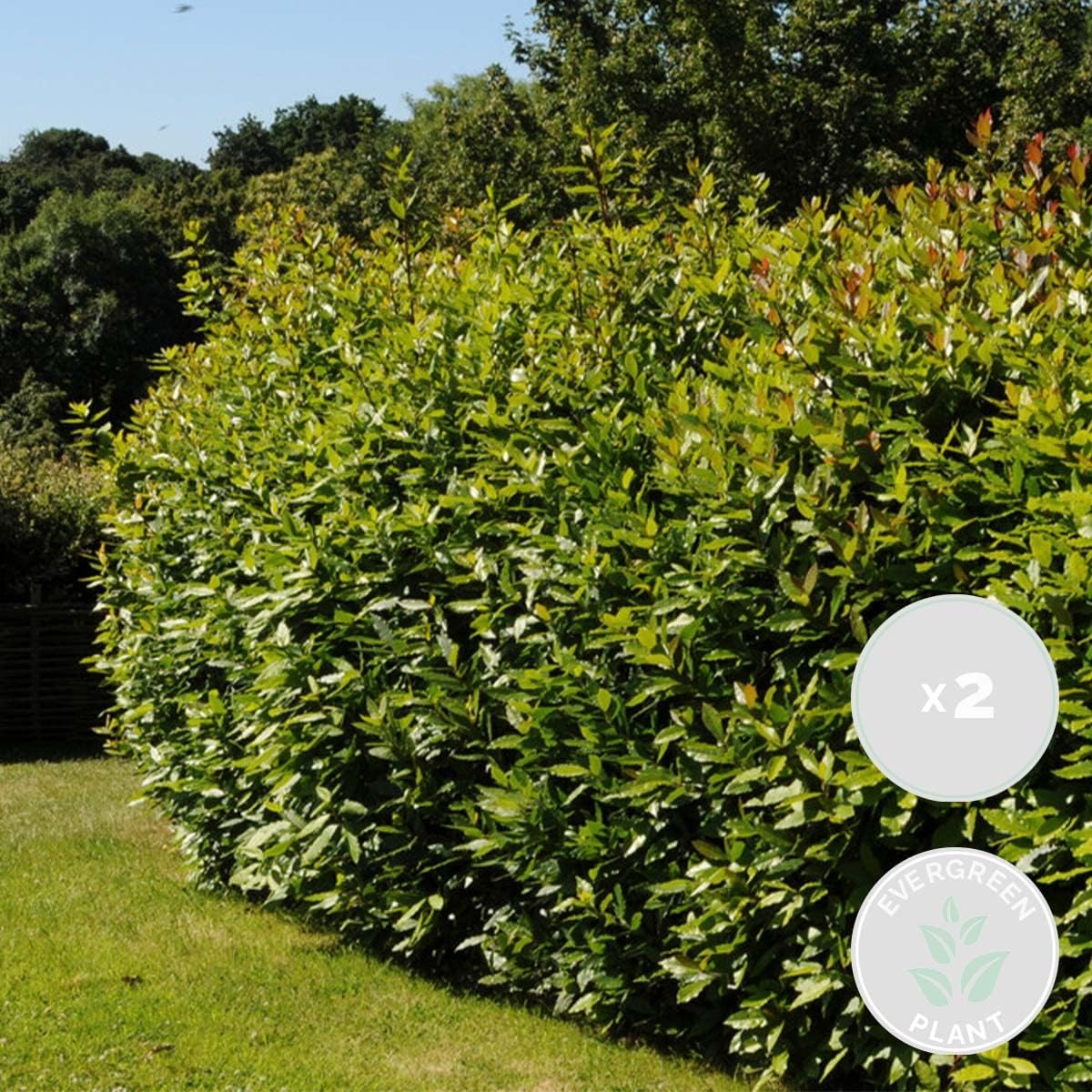 Lot de 2 - Laurus Nobilis - Laurier-sauce - Plantes de jardin - Résistante au gel - Hauteur 40-50 cm - Pot 15 cm 2 Laurus nobilis - 30-40 cm