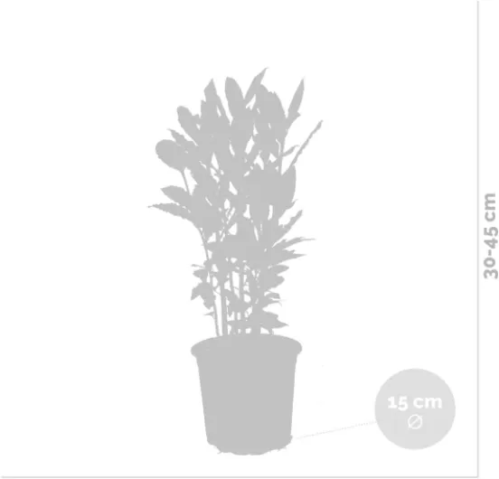 41kM73e3CEL._AC_SL1200_