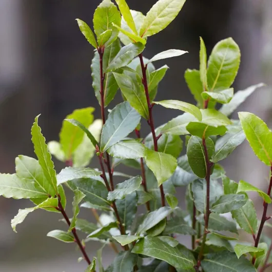 613-THOKNVL._AC_SL1200_