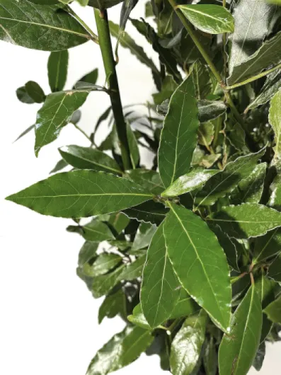 Laurus Nobilis Plante de Laurier - Vraies Plantes d'Extérieur - H 200-220 cm Pot de Ø 30 cm Laurus Nobilis Plante de Laurier Pot de Culture