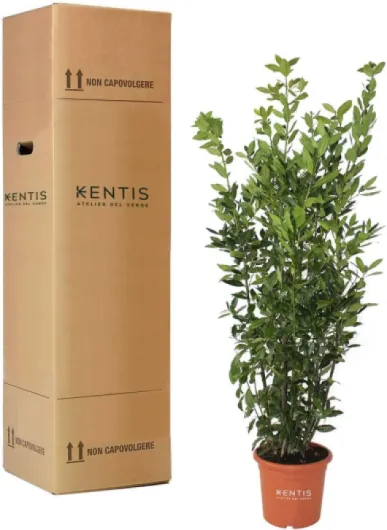 61i3Ef jceS._AC_SL1143_