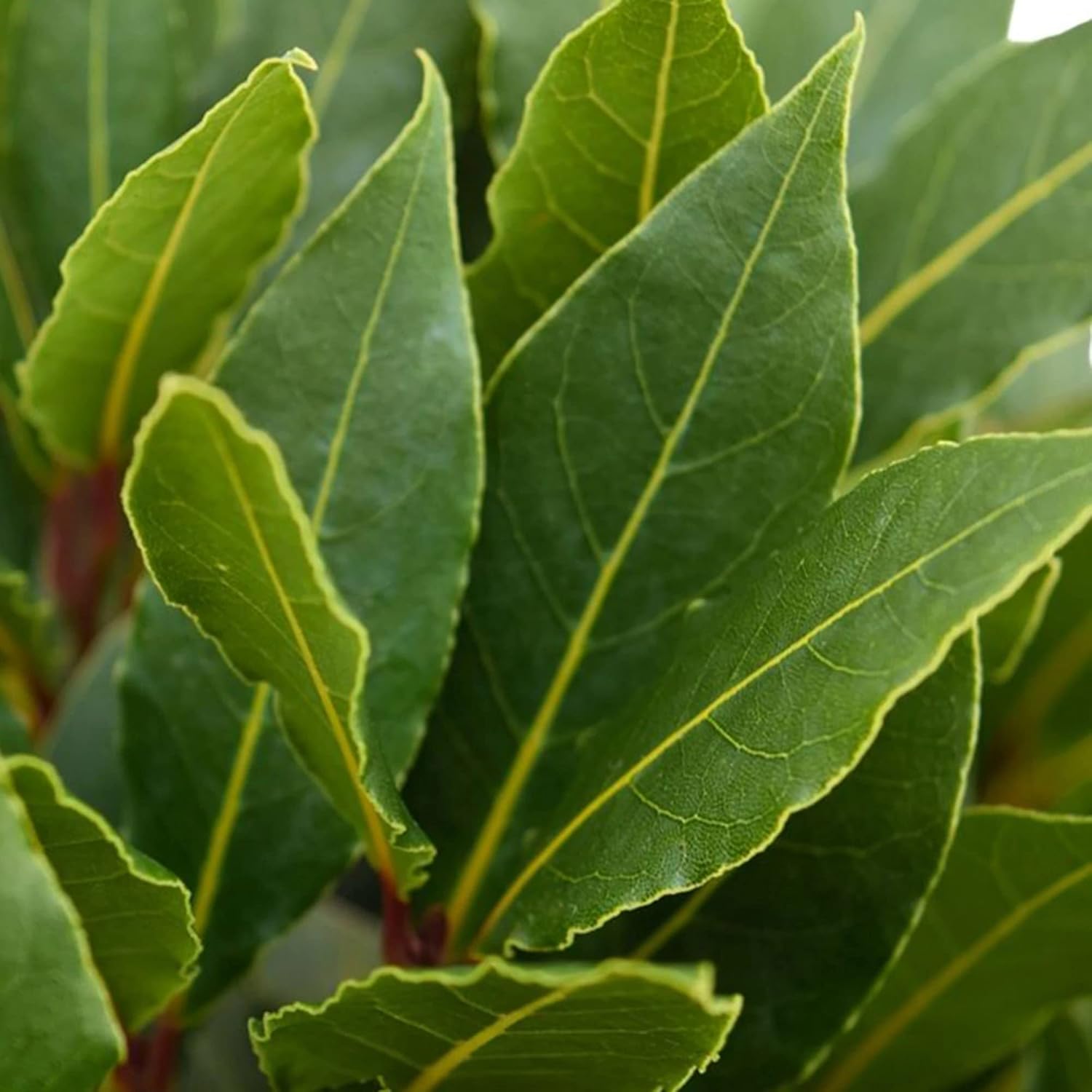 Laurus Nobilis Laurier Vrai - Plante Aromatique Buissonnante à Feuilles Persistantes en pot 14 cm 30-40cm (Pot Inclus)