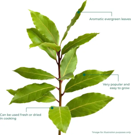 71JxK1CxCqL._AC_SL1500_