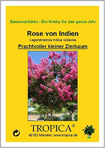TROPICA - Lilas des Indes violet (Lagerstroemia indica violacea) - 200 graines- Magie tropicale