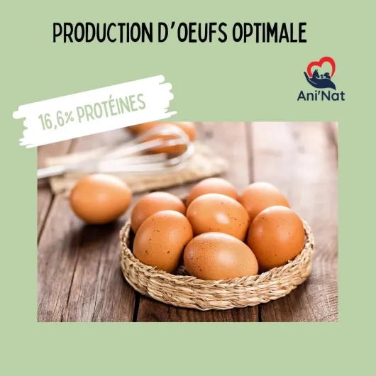 61EhEp0WFLL._AC_SL1080_