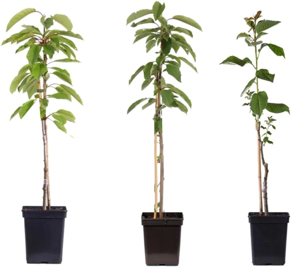 Pommiers - lot de 3 types - Malus 'Braeburn', 'Golden Delicious', 'Malus Gala' - arbres fruitiers - Pot 9cm - hauteur 60-70cm