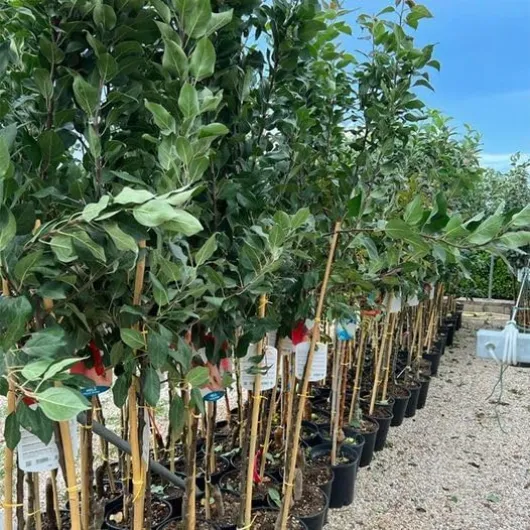 Pommier Pommier Renetta Reinette du Canada plante fruitière en pot de 20 cm hauteur 150-170 cm - Âge 2 ans