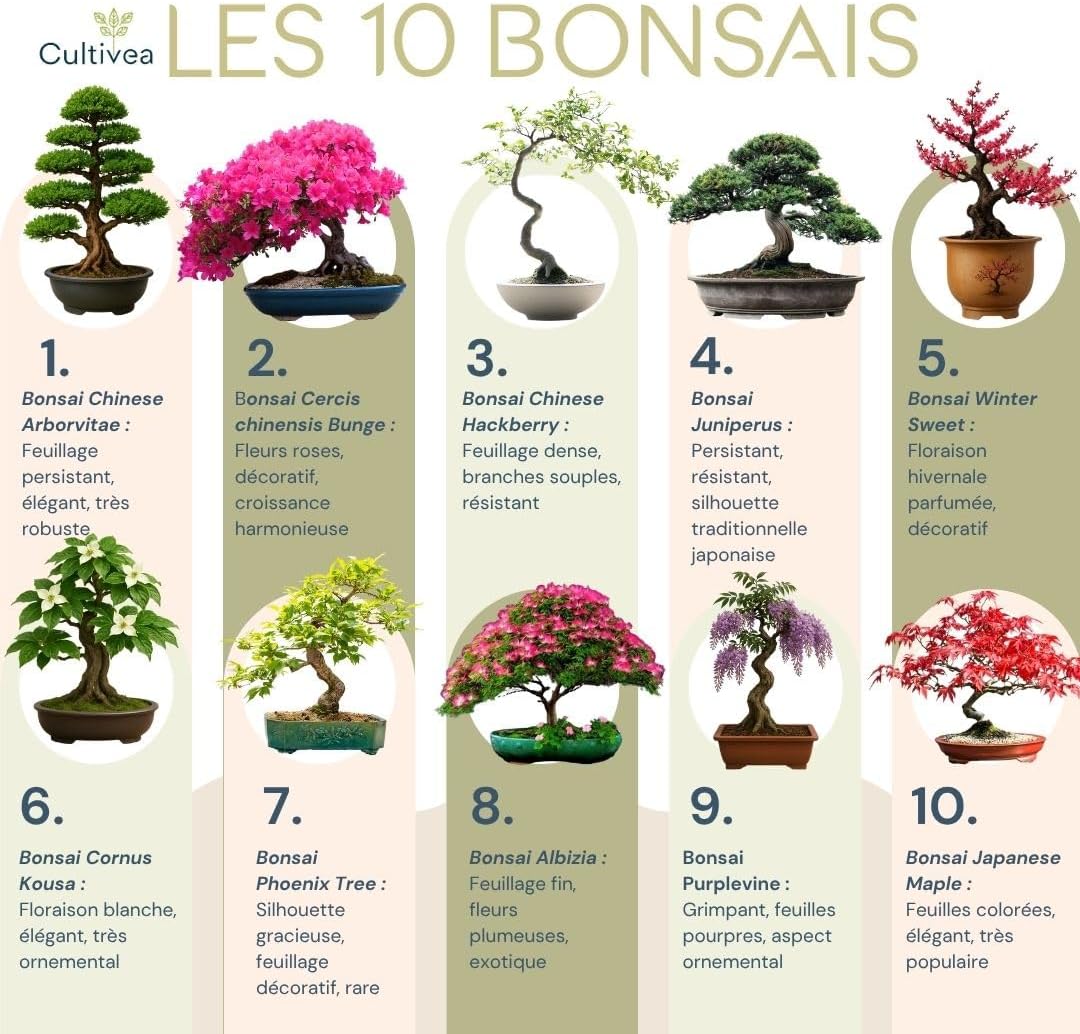 ® Kit Prêt à Pousser 10 Bonsai – Coffret Complet avec Graines, Pots, Outils & Notice – Kit Plantation Intérieure Facile – Idée Cadeau Jardinage - Made In France