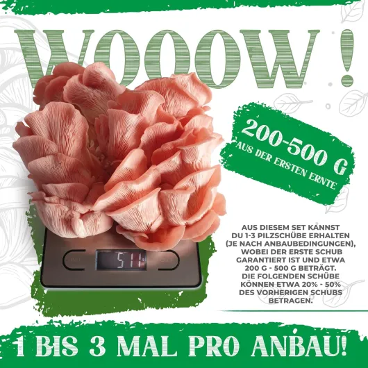 Kit Bio pour la Culture de Champignons - Set de Culture de Champignons - 100% Biologique - Sans OGM - Culture Toute l’Année - Champignons d’Intérieur - Pulvérisation Quotidienne