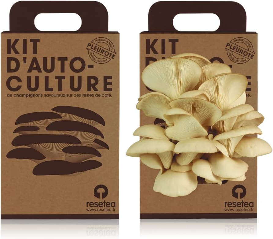 Kit de Culture de Champignons Pleurotes à la Maison - Champignon Gourmet en 15 Jours - Cultive Facilement pour Foodies, Chefs et Amateurs de Cuisine - Cadeau Original - Resetea