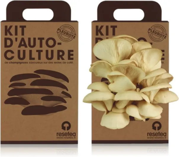 Kit de Culture de Champignons Pleurotes à la Maison - Champignon Gourmet en 15 Jours - Cultive Facilement pour Foodies, Chefs et Amateurs de Cuisine - Cadeau Original - Resetea