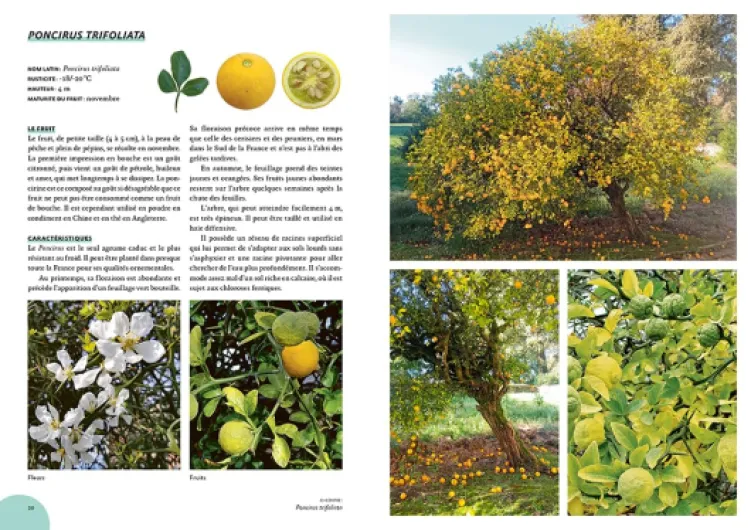 71dWNIxbmiL._SL1000_