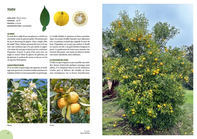 71su55tOWsL._SL1000_