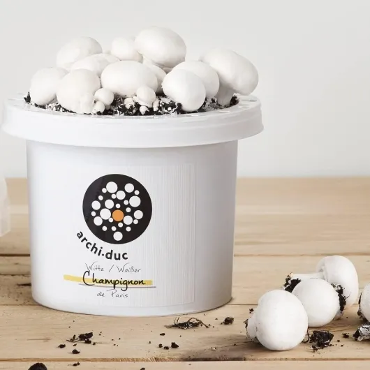 61U  50YtpL._AC_SL1000_