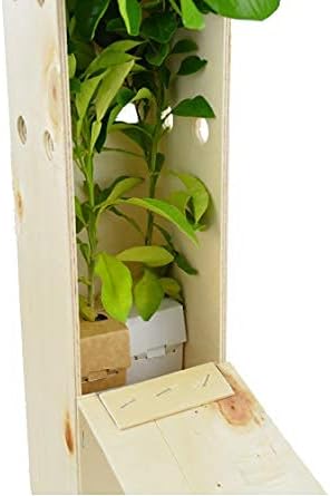 Oranger Amer ou Bigaradier – Arbre Fruitier Harmonieux – Croissance Rapide et Agrumes Parfumés - Jeune Pousse de 30 cm Reçue dans une Caisse en Bois Réutilisable - Pack 2 Unités