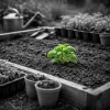 Mai au potager : les semis à ne pas rater avant la mi-mai