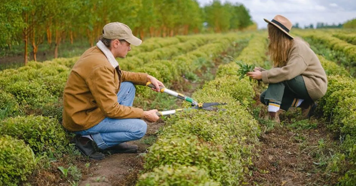Entretien de jardin annuel : à quelle saison faire appel à un pro ?