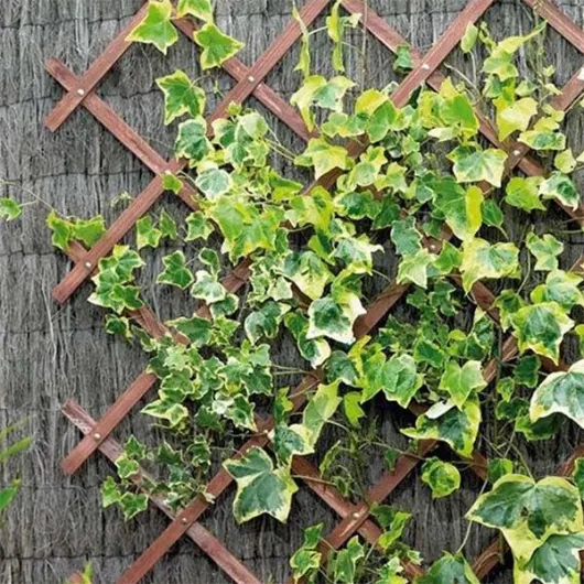 Gardman Treillis de jardin Riveté Brun roux 1,8 x 0,3 m 1.8 x 0.3 m Beige chaud