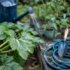 Potager en juillet : les arrosages du soir qui favorisent le mildiou sans qu'on s'en rende compte