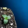 Votre jardin sélectionne ses plantes sans vous : quand le climat fait le tri à votre place