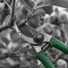 Taille d'été des fruitiers : les coupes en vert qui boostent la fructification d'automne
